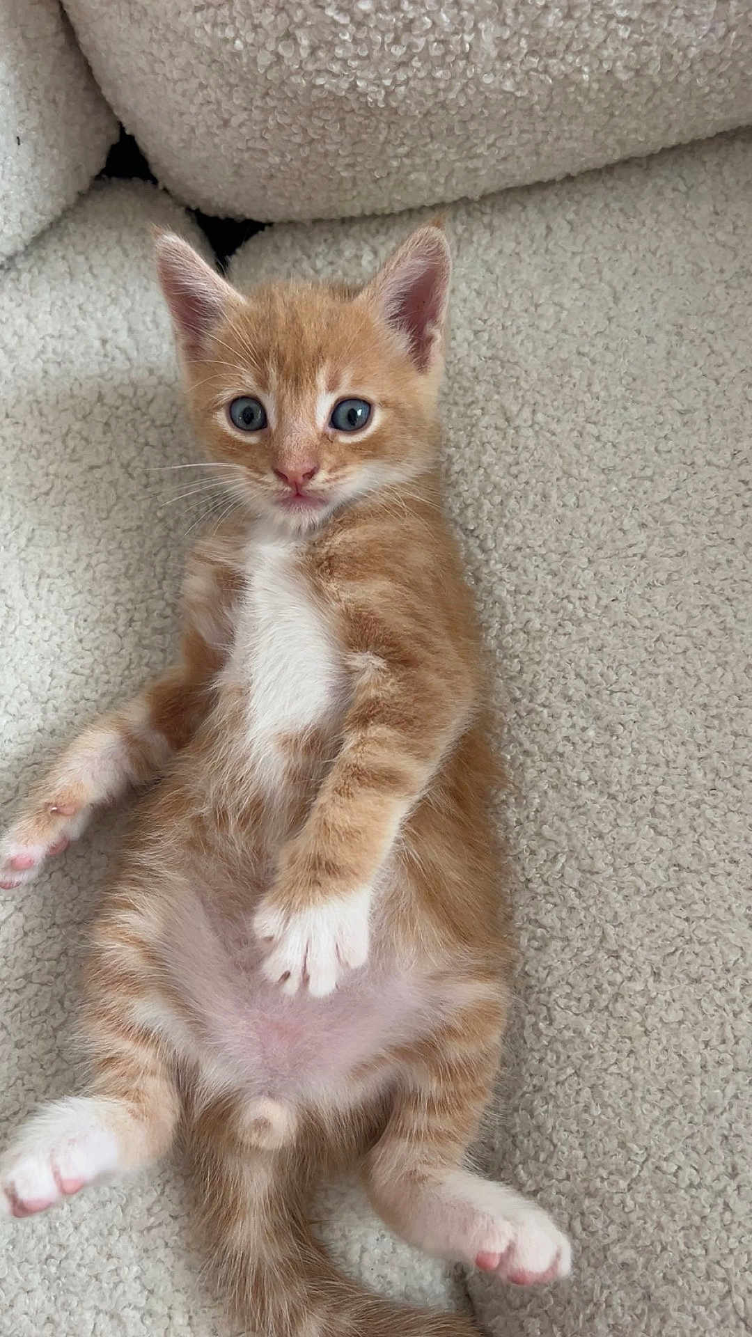 Arlo