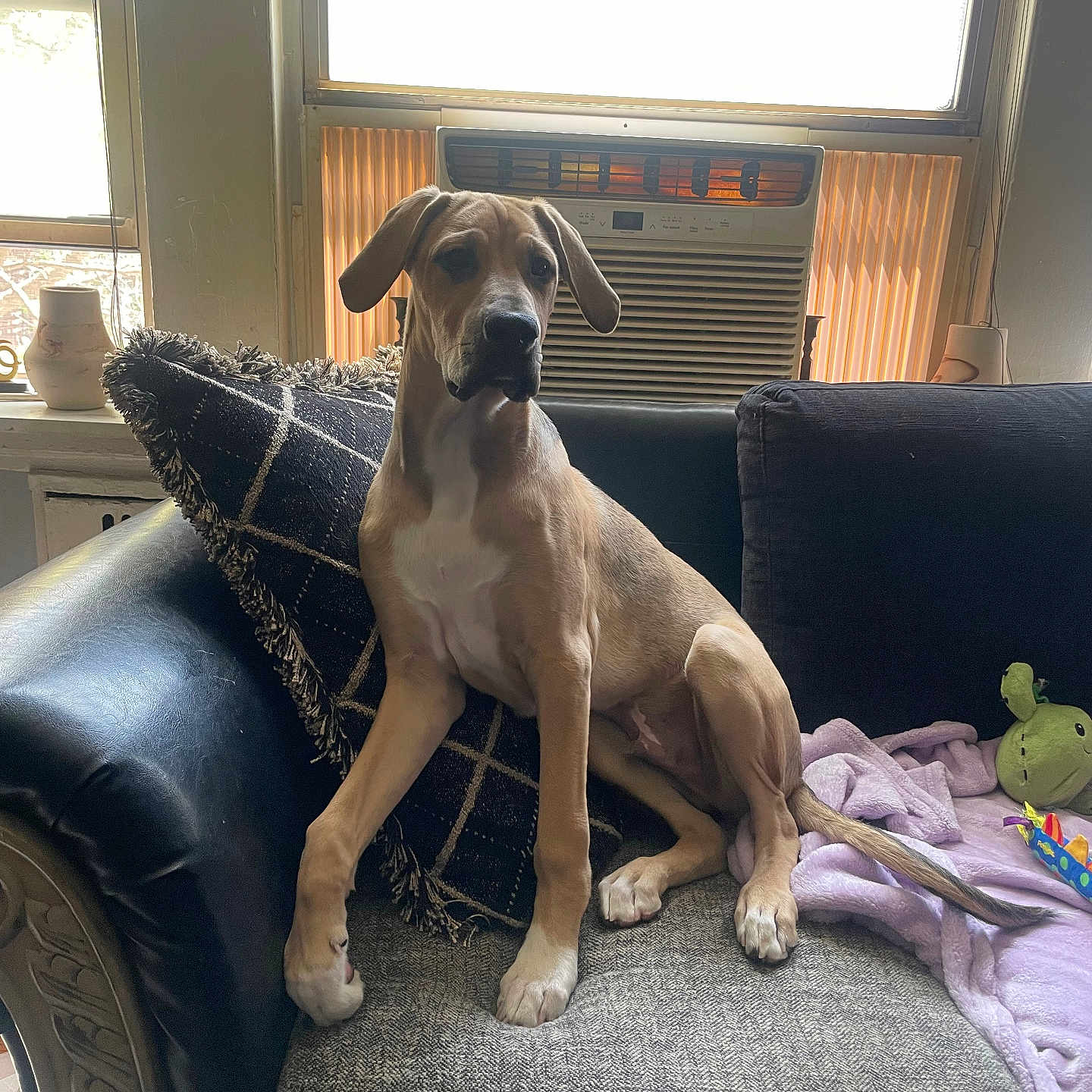 Benji joined the competition — help win amazing prizes! animal, architecture, building, canine, chair, couch, cushion, dog, furniture, greatdane, homedecor, hound, indoors, interiordesign, livingroom, person, pet, pointer, puppy, room