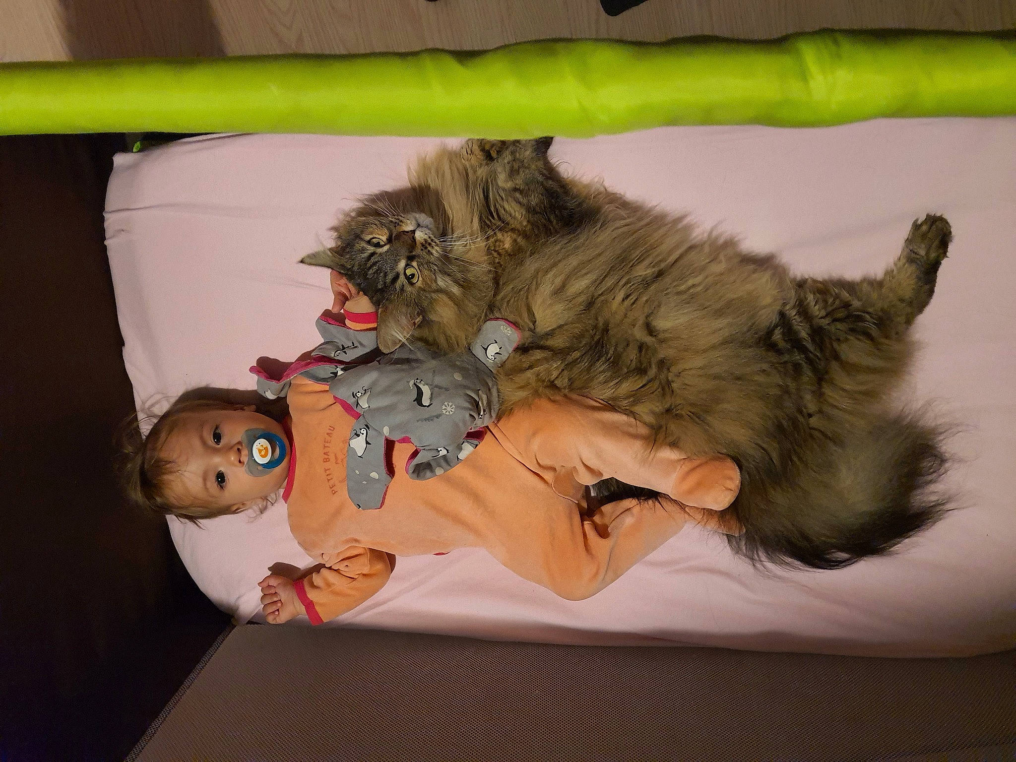 Keyssi participe au concours pour gagner de l'argent avec cette photo : abdomen, cat, comfort, companion_dog, felidae, fun, fur, lap, nap, paw, person, room, small_to_medium_sized_cats, tail, thigh, toy, whiskers