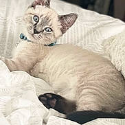 Beau is registered to the contest to win money with this photo: kitten, cat, blue_eyes, collar, bell, bed, bedding, white, patterned, fur, pet, animal, cute, domestic_cat, indoor, relaxed, lying_down, looking_at_camera, young, feline