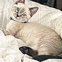 kitten, cat, blue_eyes, collar, bell, bed, bedding, white, patterned, fur, pet, animal, cute, domestic_cat, indoor, relaxed, lying_down, looking_at_camera, young, feline