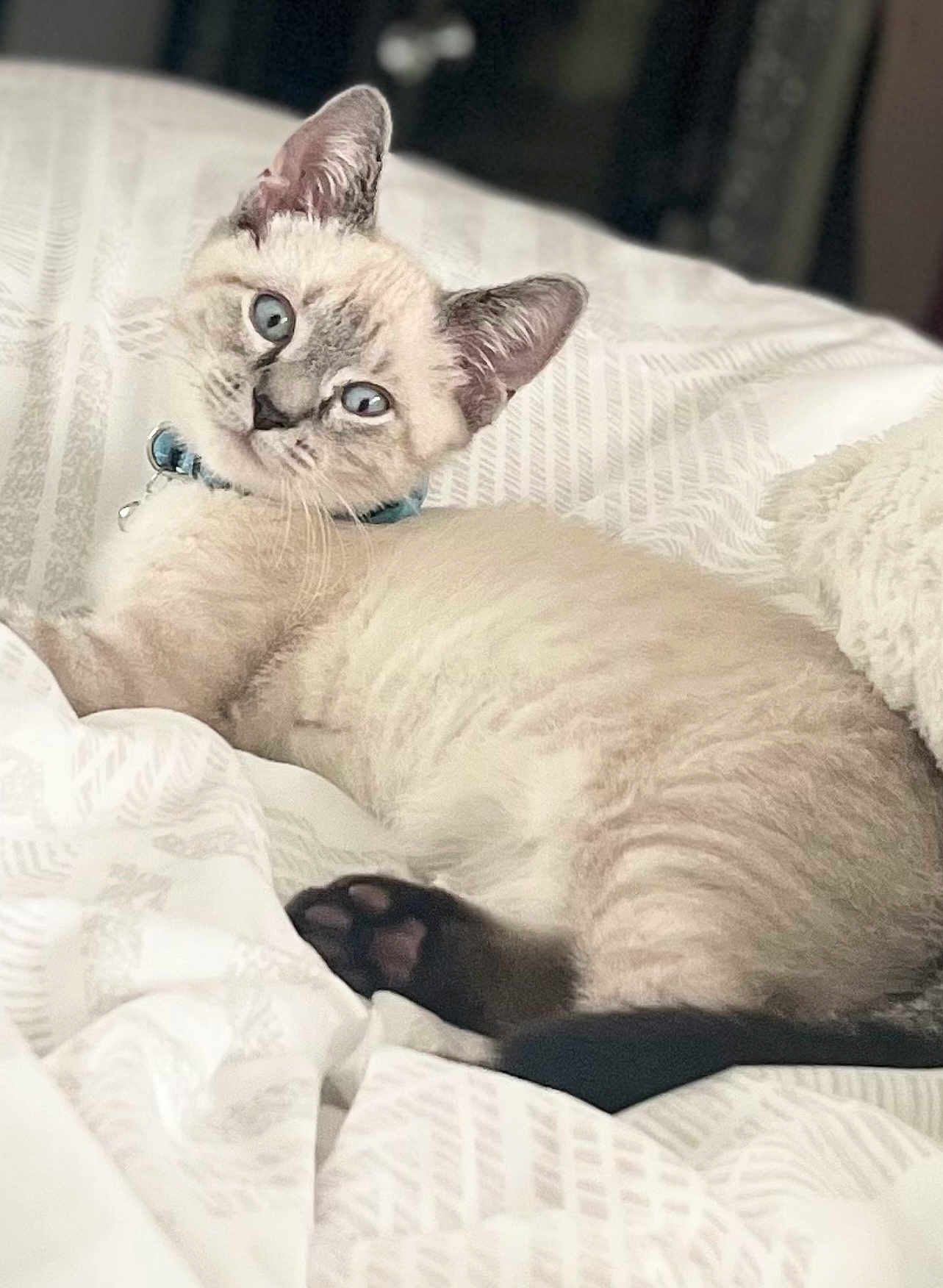 Beau is registered to the contest to win money with this photo: kitten, cat, blue_eyes, collar, bell, bed, bedding, white, patterned, fur, pet, animal, cute, domestic_cat, indoor, relaxed, lying_down, looking_at_camera, young, feline