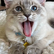 Teddy is registered to the contest to win money with this photo: cat, blue_eyes, fluffy, close_up, tongue_out, collar, bell, whiskers, paws, indoor, knit_blanket, cute, pet, feline, playful, mouth_open, fur, animal, domestic, resting