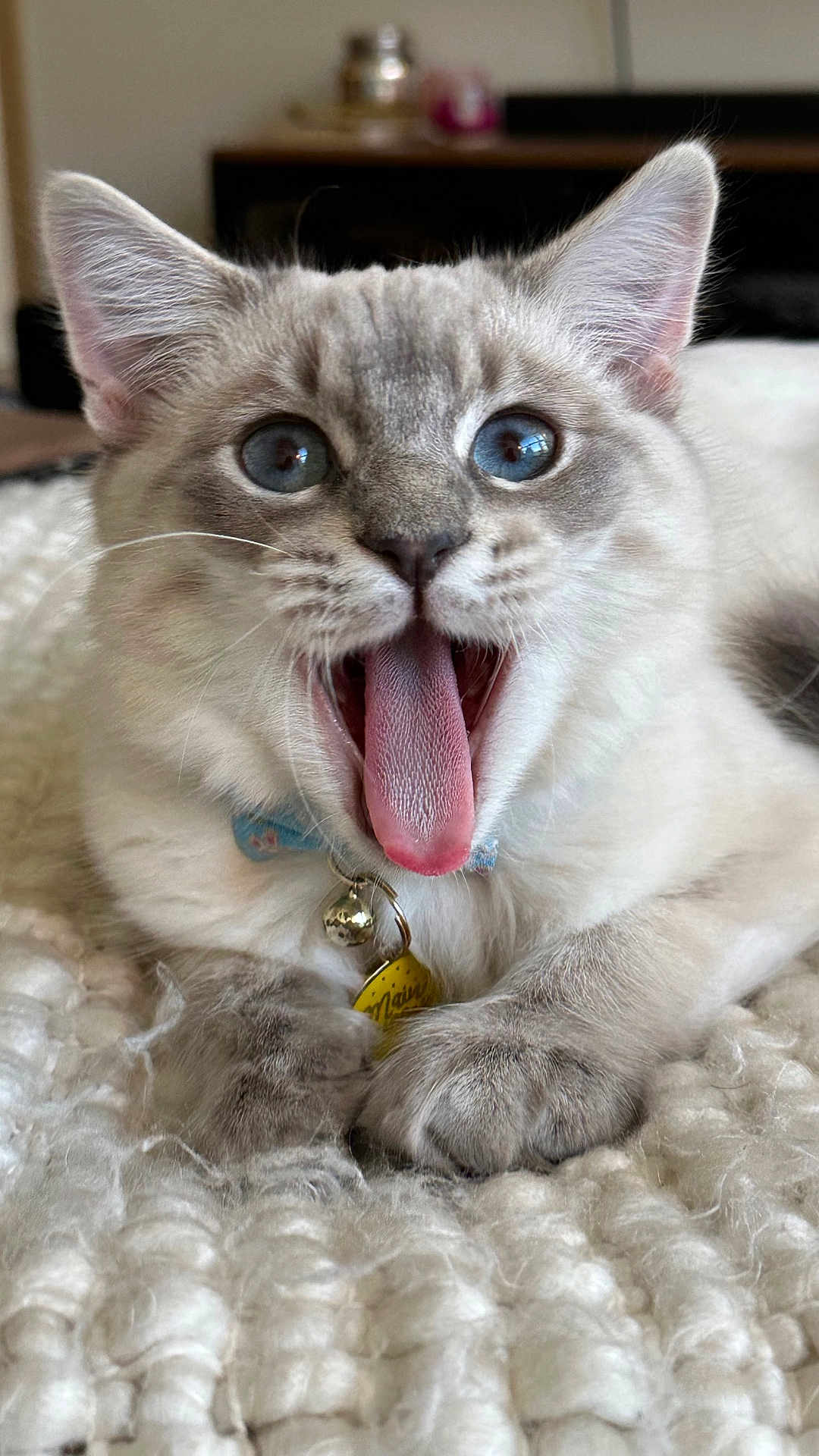 Teddy