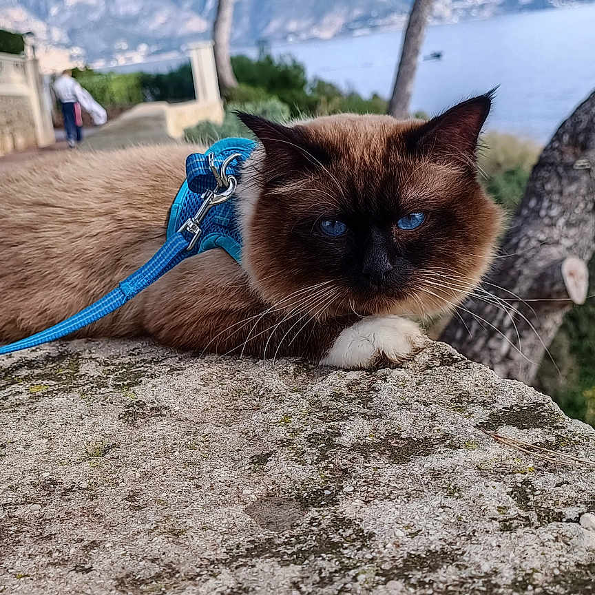 Miaus participe au concours pour gagner de l'argent avec cette photo : abyssinian, accessories, animal, blackcat, cat, collar, gravel, harness, kitten, leash, manx, person, pet, plant, road, siamese, strap, tree, treetrunk, wood