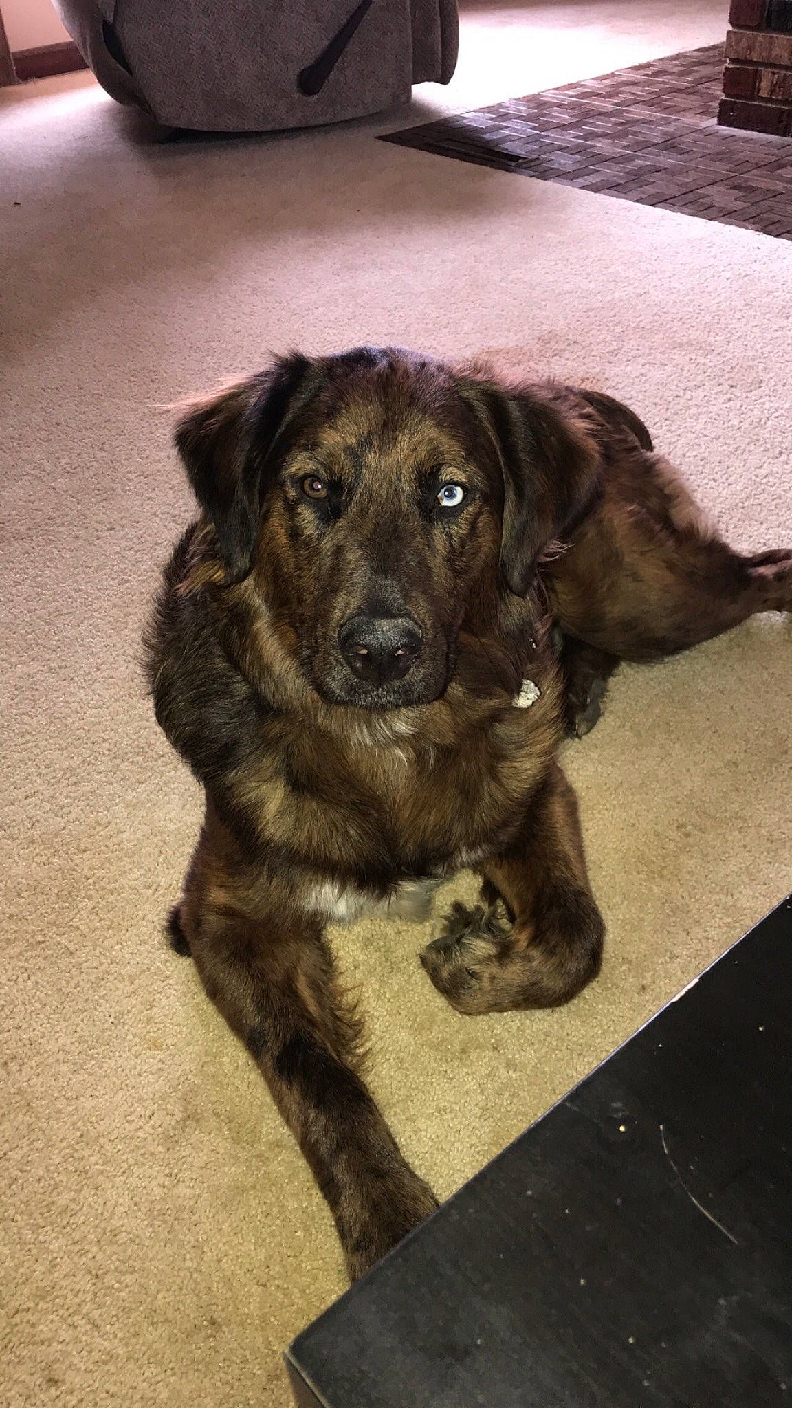 Gunner joined the competition — help win amazing prizes! canidae, carnivore, dog, dog_breed, fawn, labrador_retriever, mammal, puppy, sporting_group, street_dog