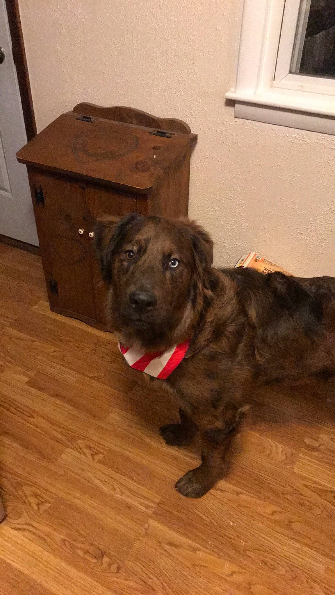 Gunner is registered to the contest to win money with this photo: canidae, carnivore, dog, dog_breed, fawn, floor, flooring, hardwood, mammal, plott_hound, rare_breed_dog, snout, sporting_group, wood