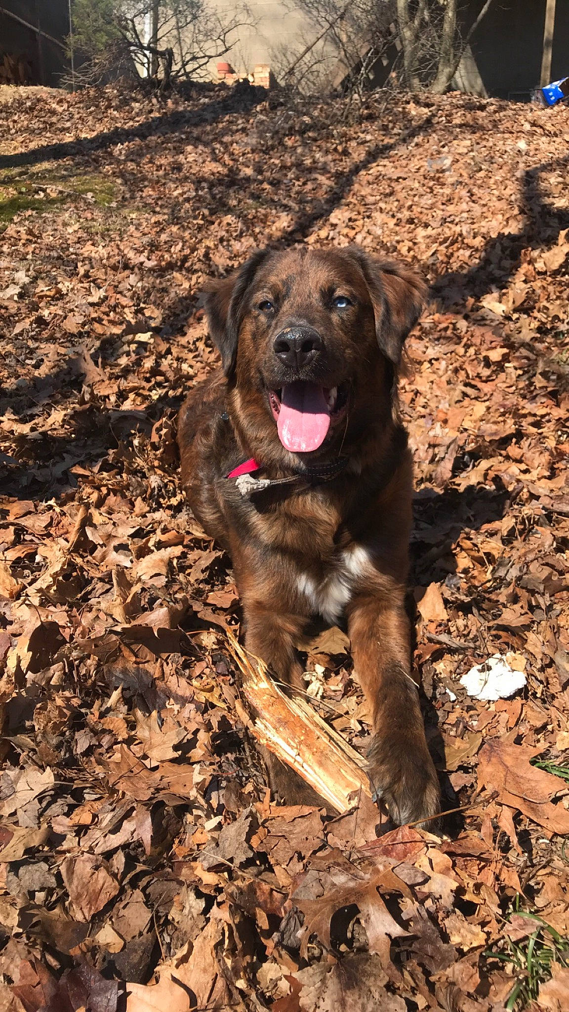 Gunner is registered to the contest to win money with this photo: canidae, carnivore, dog, dog_breed, fawn, fila_brasileiro, mammal, mountain_cur, plott_hound, sporting_group, treeing_tennessee_brindle, vertebrate