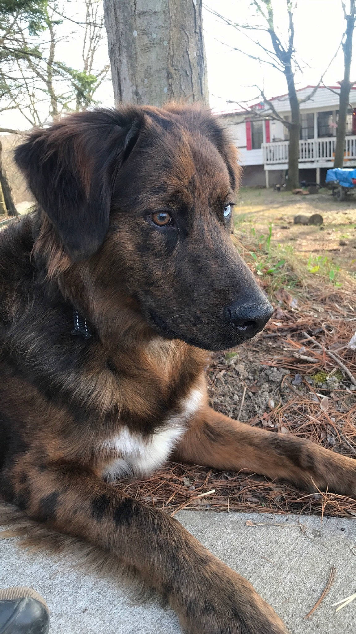 Gunner is registered to the contest to win money with this photo: canidae, carnivore, dog, dog_breed, estrela_mountain_dog, mammal, rare_breed_dog, sporting_group, street_dog, vertebrate