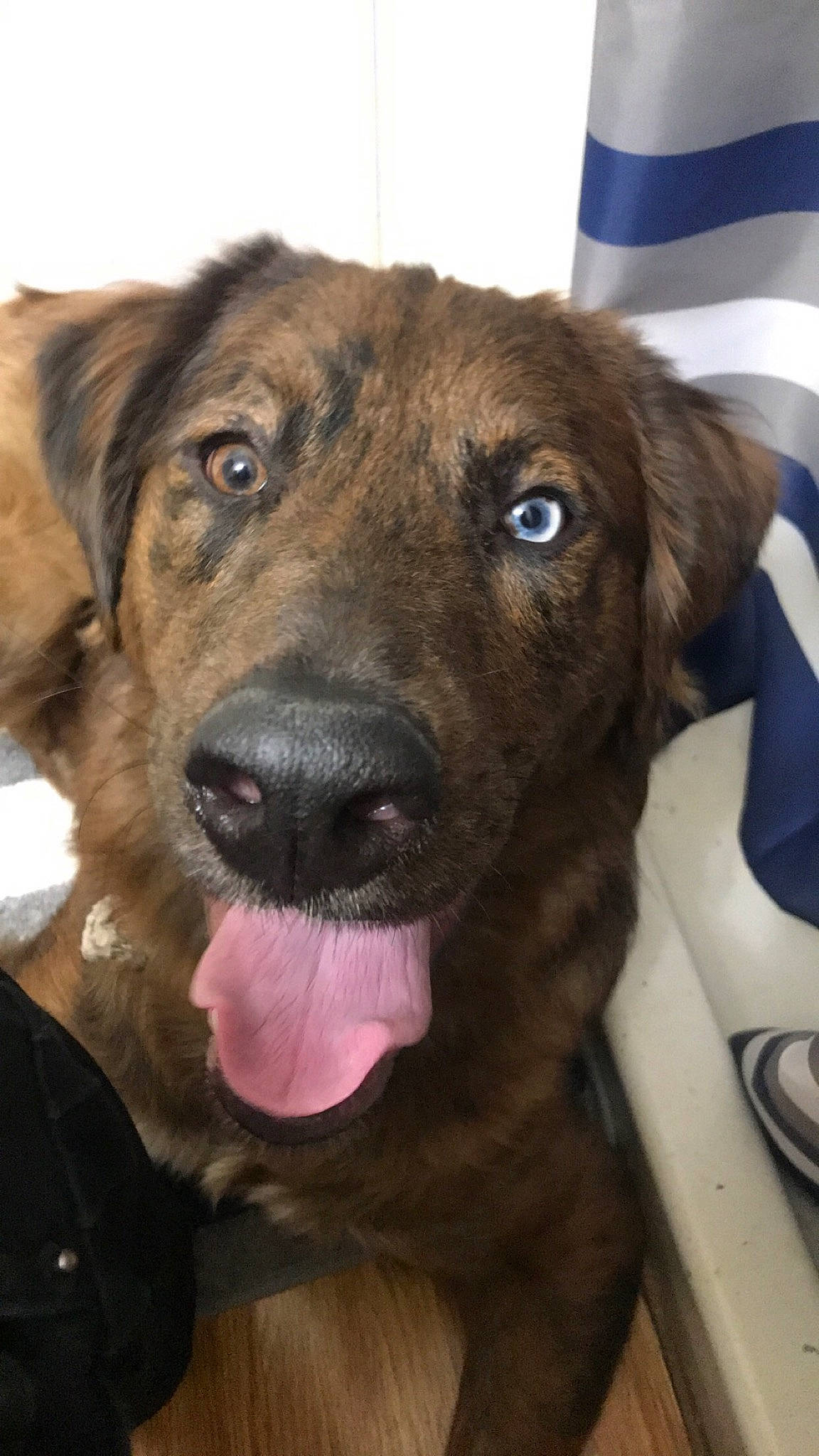 Gunner is registered to the contest to win money with this photo: canidae, carnivore, companion_dog, dog, dog_breed, fawn, flat_coated_retriever, golden_retriever, labrador_retriever, mammal, nose, retriever, snout, sporting_group, whiskers