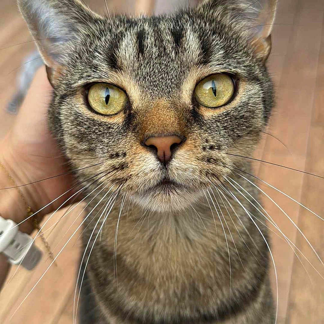 Nela participe au concours pour gagner de l'argent avec cette photo : animal, cat, close_up, curious, cute, domestic_cat, ears, feline, friendly, fur, hand, indoor, looking_at_camera, pet, portrait, striped, tabby, whiskers, wooden_floor, yellow_eyes