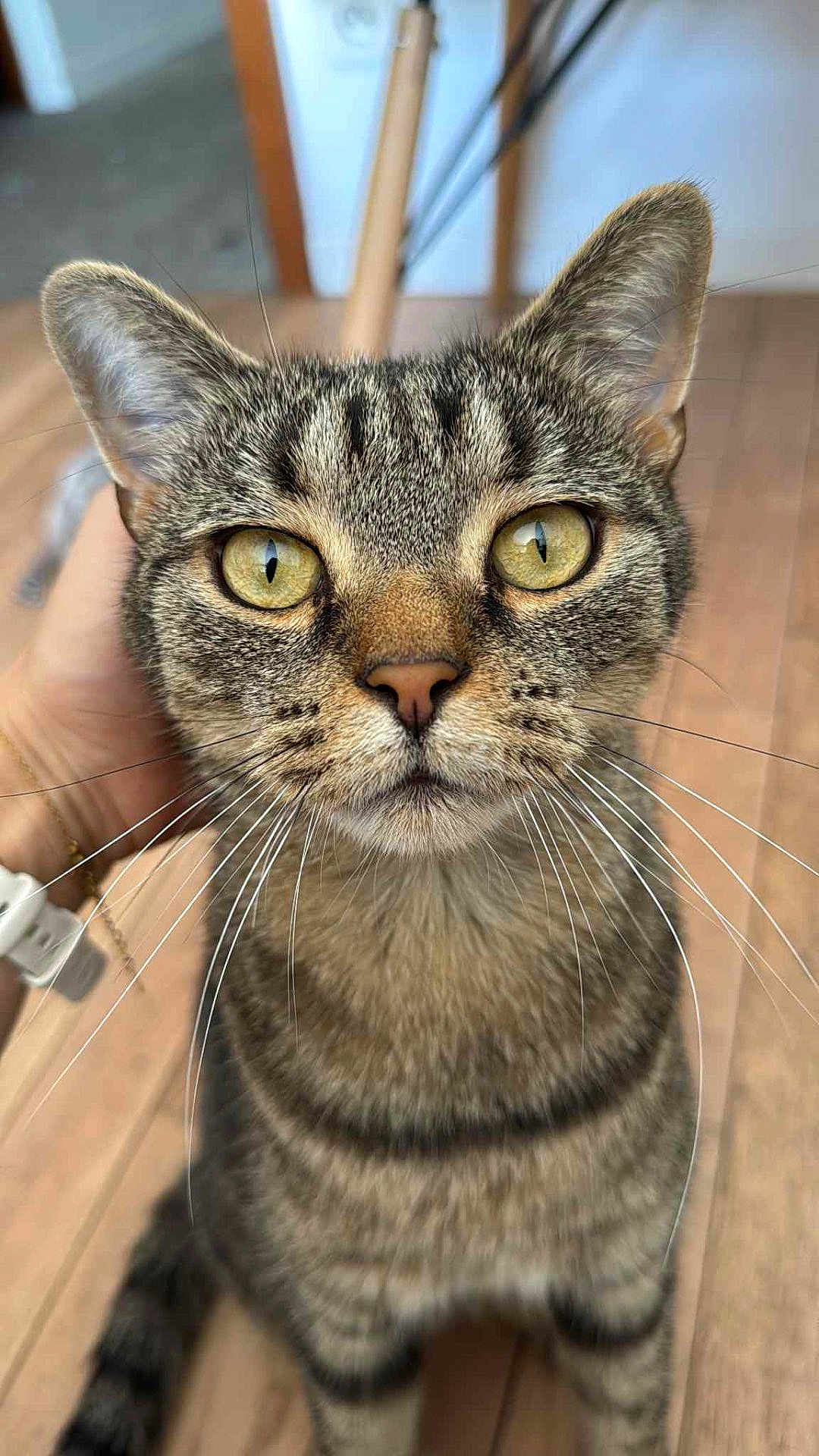 Nela