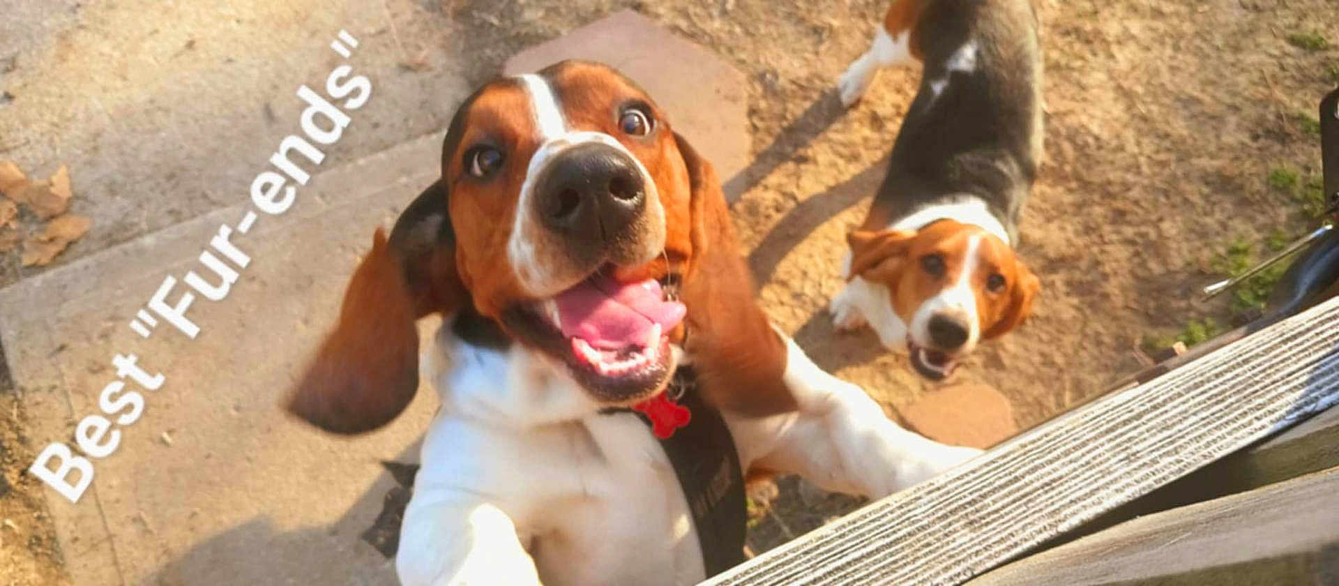 Jake