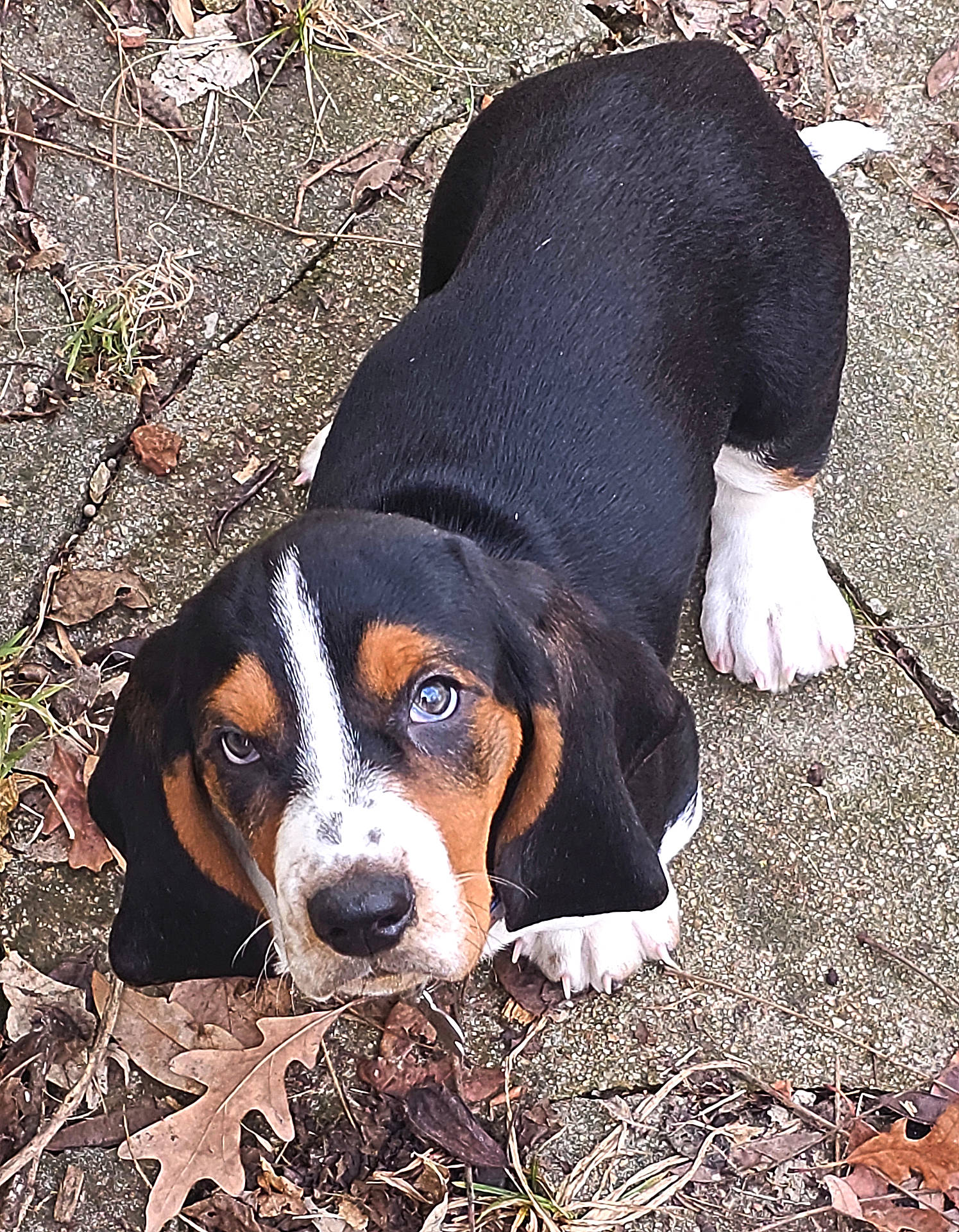 Jake is registered to the contest to win money with this photo: animal, appenzeller, beagle, bulldog, canine, dog, hound, leaf, pet, plant, puppy, snout