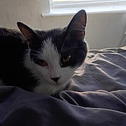 Panda is registered to the contest to win money with this photo: cat, black_and_white, indoor, blanket, bed, window, curtain, pet, animal, fur, whiskers, relaxed, resting, domestic_cat, face, ears, eyes, sleepy, soft_light, cozy