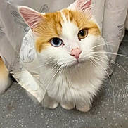 Ziggy is registered to the contest to win money with this photo: cat, heterochromia, blue_eye, brown_eye, fluffy, white_fur, orange_fur, curious, indoor, floor, curtain, butterfly_pattern, pet, whiskers, pink_nose, close_up, looking_up, animal, cute, feline