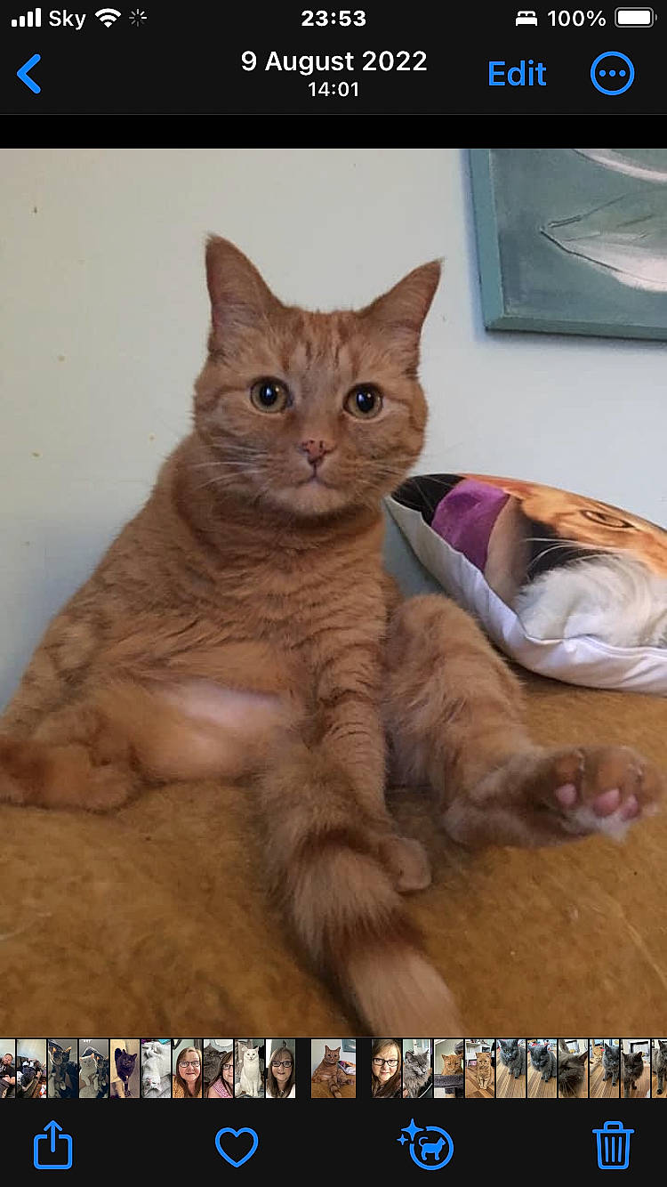 Digit is registered to the contest to win money with this photo: carnivore, cat, cat_supply, domestic_short_haired_cat, fawn, felidae, fur, home_appliance, internet_meme, paw, photo_caption, screenshot, small_to_medium_sized_cats, snout, tail, terrestrial_animal, whiskers