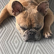 Woody is registered to the contest to win money with this photo: animal, canine, carpet, close_up, cute, dog, ears, face, french_bulldog, fur, indoor, mammal, nose, paw, peaceful, pet, relaxation, resting, sleeping, texture