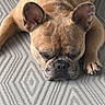 animal, canine, carpet, close_up, cute, dog, ears, face, french_bulldog, fur, indoor, mammal, nose, paw, peaceful, pet, relaxation, resting, sleeping, texture