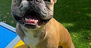 Woody is registered to the contest to win money with this photo: animal, blue, canine, closeup, cute, daylight, dog, ears, french_bulldog, friendly, grass, happy, outdoor, paw, pet, playground, smiling, sunlight, tongue, yellow