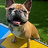 Woody is registered to the contest to win money with this photo: dog, french_bulldog, smiling, outdoor, grass, playground, pet, happy, sunlight, animal, canine, tongue, ears, paw, closeup, yellow, blue, daylight, cute, friendly