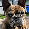dog, french_bulldog, close_up, outdoor, sunlight, ears, paw, face, pet, animal, canine, portrait, cute, brown, white, expression, fence, sky, building, relaxed