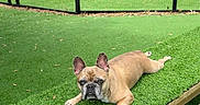 Woody joined the competition — help win amazing prizes! dog, french_bulldog, grass, artificial_grass, dog_park, fence, outdoor, pet, canine, sunshade, wooden_bench, animal, nature, play_area, greenery, relaxing, summer, daytime, park, pets