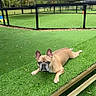 dog, french_bulldog, grass, artificial_grass, dog_park, fence, outdoor, pet, canine, sunshade, wooden_bench, animal, nature, play_area, greenery, relaxing, summer, daytime, park, pets