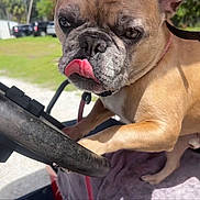 Woody joined the competition — help win amazing prizes! french_bulldog, dog, tongue_out, steering_wheel, vehicle, outdoor, grass, sunny, pet, leash, close_up, brown_dog, canine, animal, parked_cars, shed, daytime, seat, determined, cute
