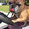french_bulldog, dog, tongue_out, steering_wheel, vehicle, outdoor, grass, sunny, pet, leash, close_up, brown_dog, canine, animal, parked_cars, shed, daytime, seat, determined, cute