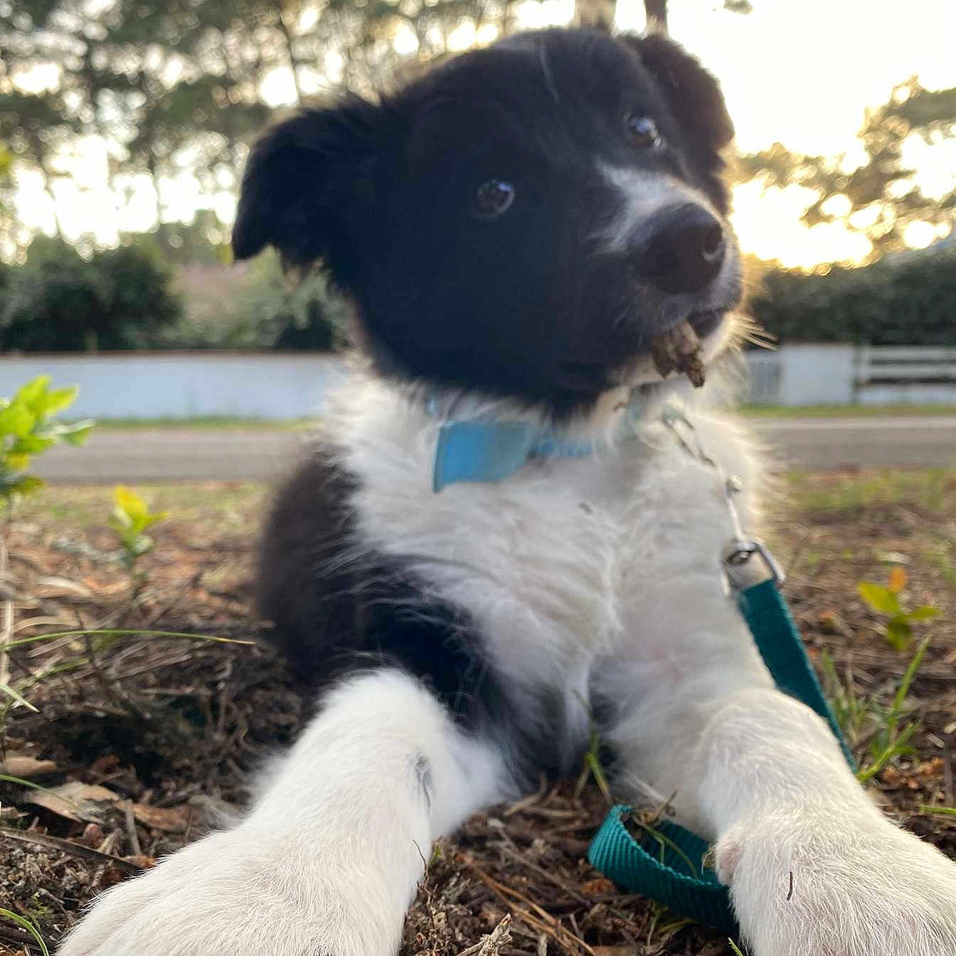 Nini a rejoint le concours — aidez-le/la à gagner de superbes lots ! animal, black_and_white, close_up, collar, cute, dog, fur, grass, ground, leash, nature, outdoor, paw, pet, playful, puppy, sunset, trees, twig, young_dog