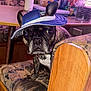 dog, brindle, cap, blue_cap, bench, cushion, kitchen, table, curious, pet, indoor, furniture, ear, face, animal, looking, seat, wood, pattern, domestic