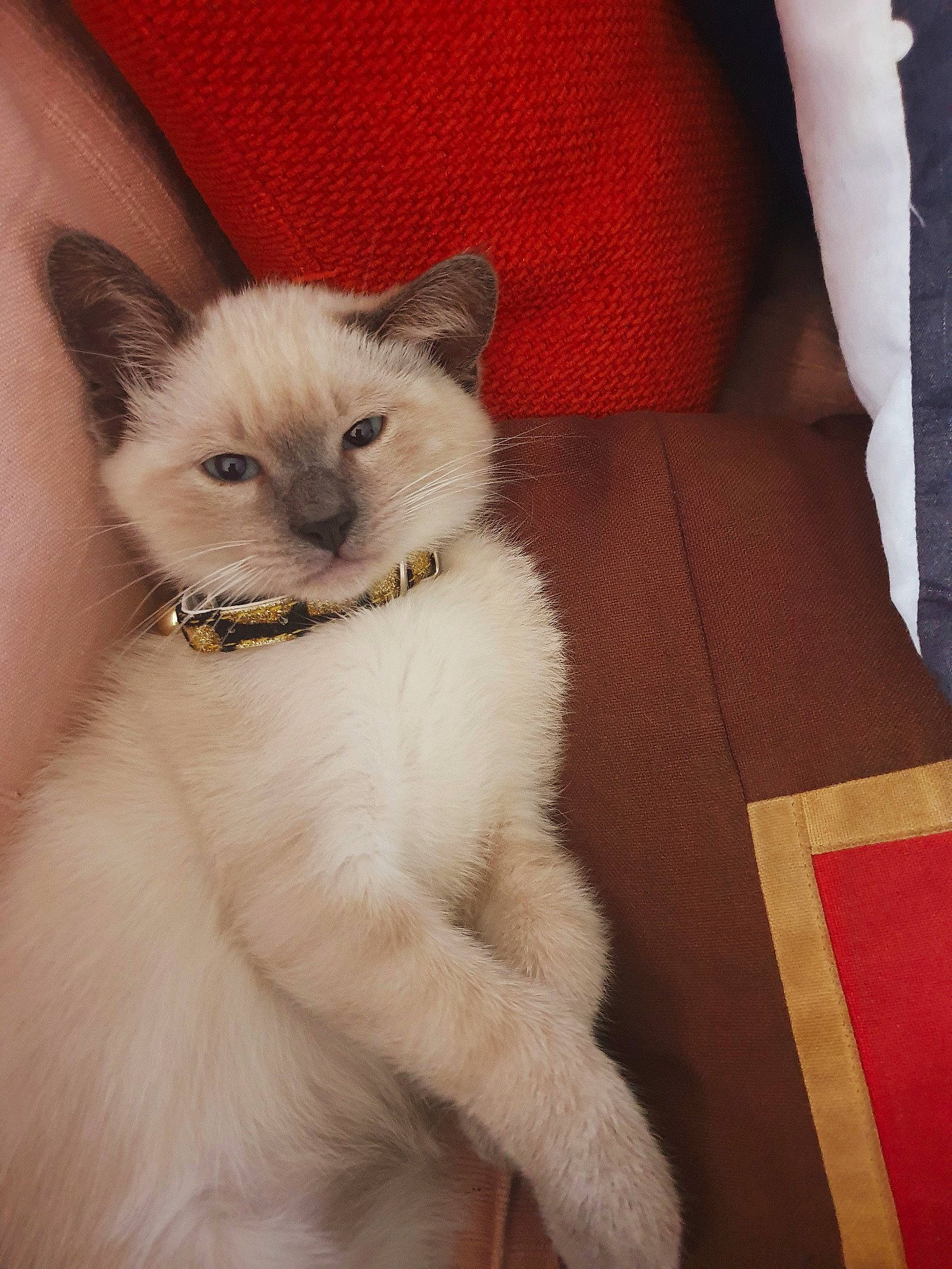 Roméo a rejoint le concours — aidez-le/la à gagner de superbes lots ! asian, balinese, birman, burmese, burmilla, carnivore, cat, colorpoint_shorthair, fawn, felidae, javanese, kitten, mammal, ragdoll, siamese, small_to_medium_sized_cats, thai, tonkinese, vertebrate, whiskers