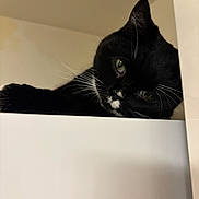 Maya joined the competition — help win amazing prizes! cat, black_cat, white_markings, whiskers, indoor, curious, peeking, face, eyes, pet, animal, feline, closeup, portrait, head, looking, soft_light, resting, white_surface, quiet