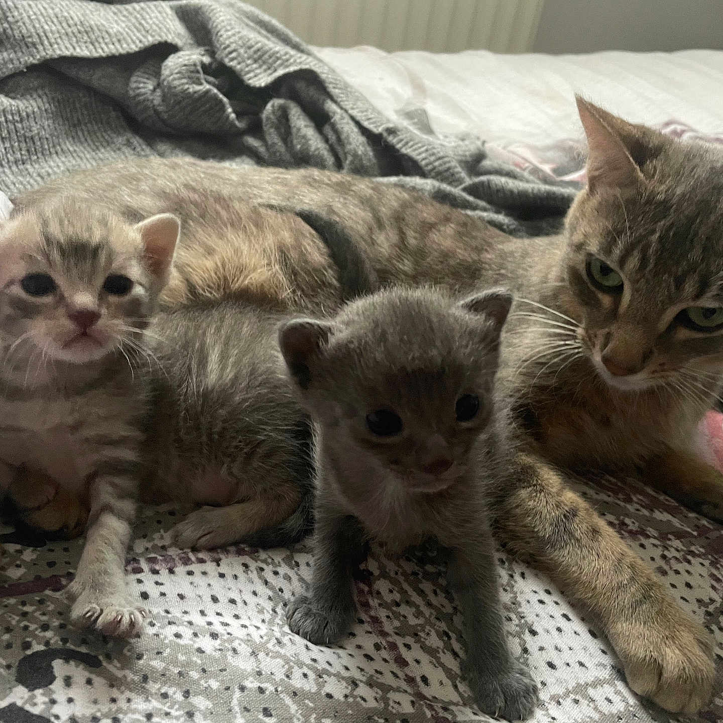Clochette participe au concours pour gagner de l'argent avec cette photo : animal, bed, blanket, cat, closeup, cute, domestic_animal, family, fur, gray, indoor, kitten, mammal, mother_cat, pet, resting, sleeping, small, soft, striped