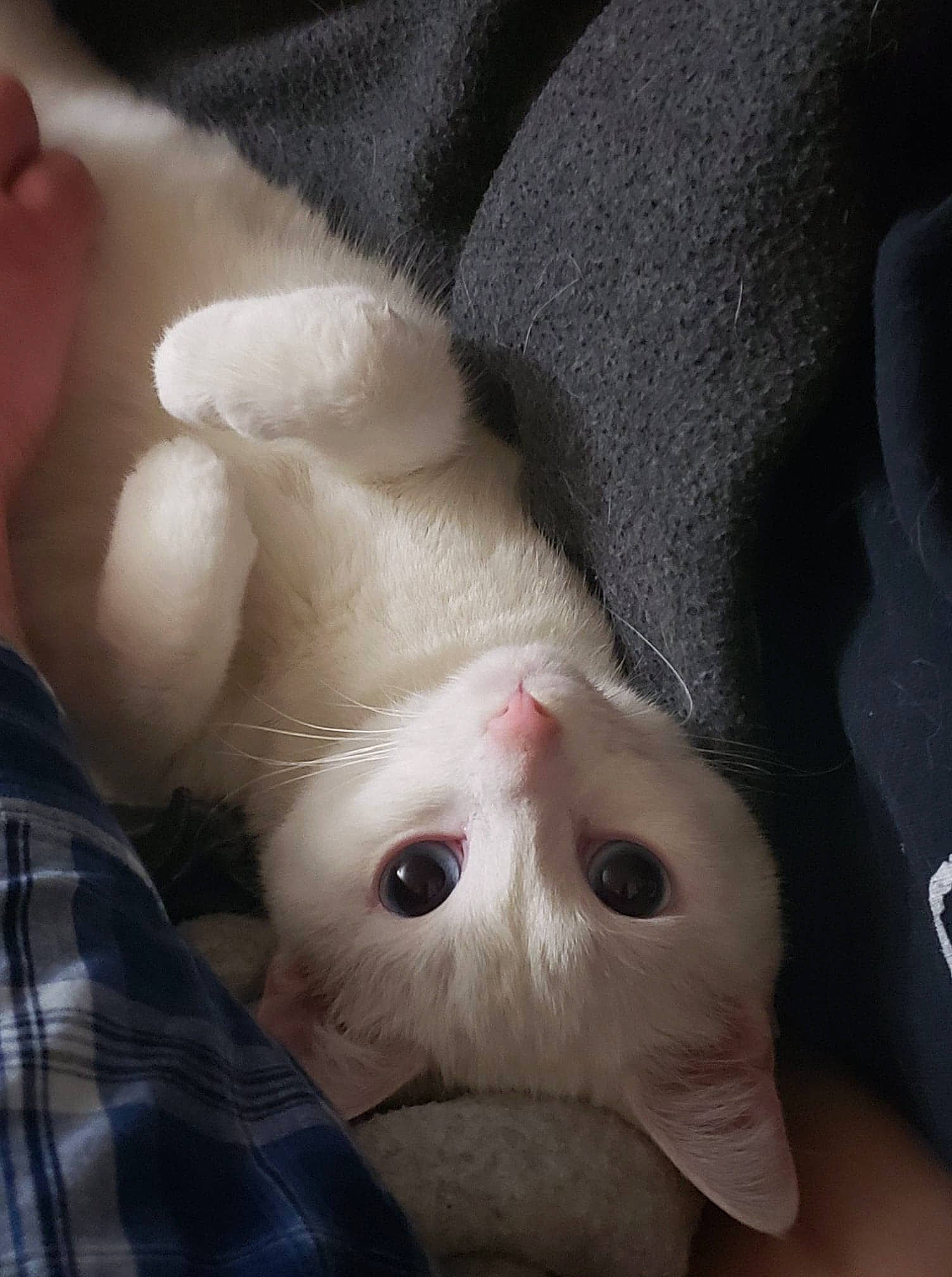 Ham is registered to the contest to win money with this photo: cat, felidae, khao_manee, nose, small_to_medium_sized_cats, snout, whiskers