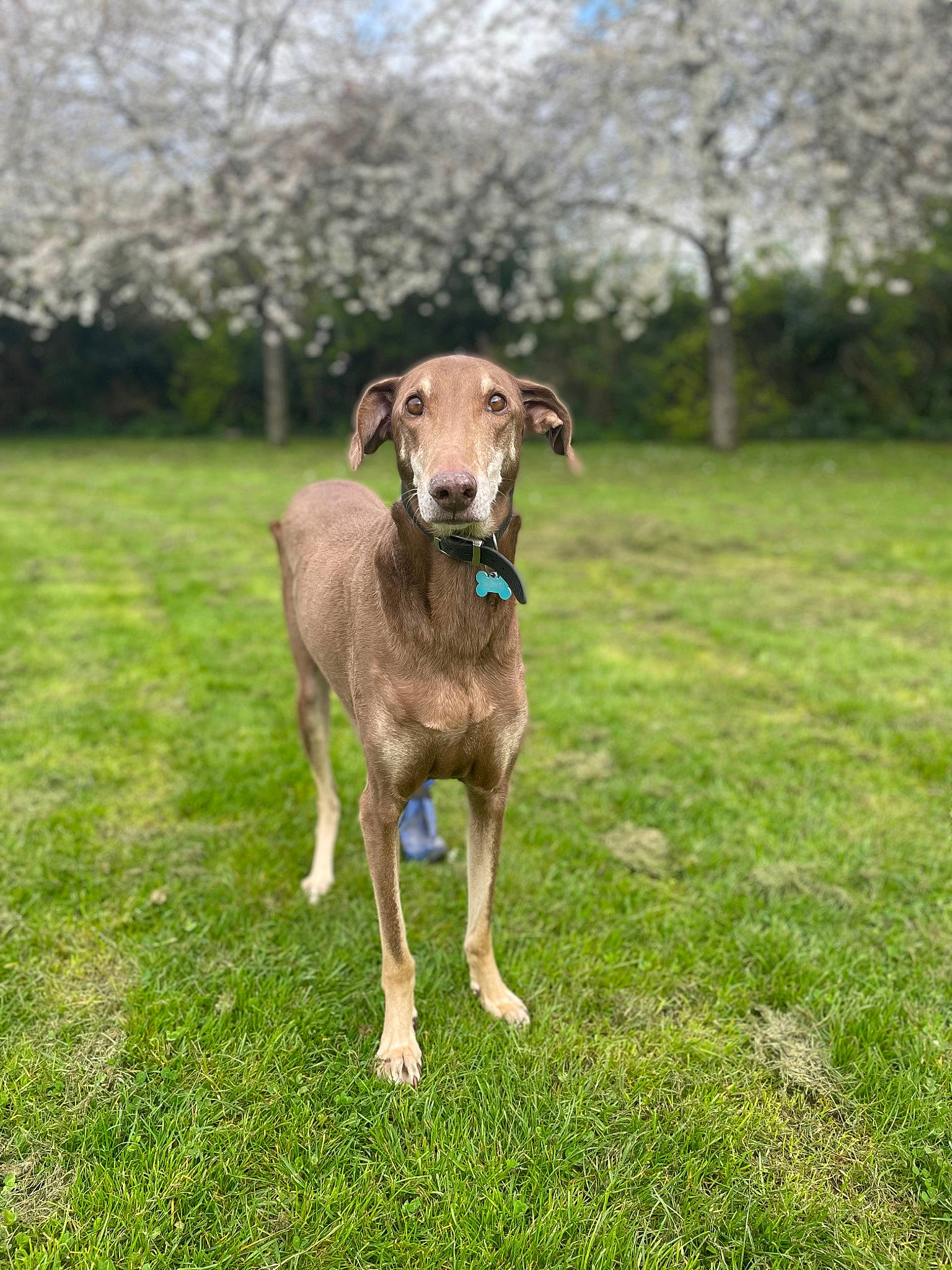 Ceddie joined the competition — help win amazing prizes! canidae, carnivore, collar, companion_dog, dog, dog_breed, dog_collar, fawn, grass, grassland, pasture, plant, pointing_breed, snout, sporting_group, tail, terrestrial_animal, tree, wood, working_animal