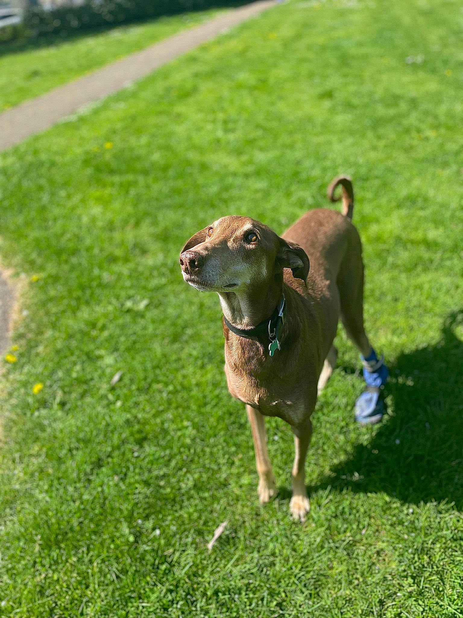 Ceddie is registered to the contest to win money with this photo: art, carnivore, companion_dog, dog, dog_breed, dog_walking, fashion_accessory, fawn, grass, guard_dog, hound, lawn, liver, pet_supply, plant, pointing_breed, snout, sporting_group, tail, working_animal