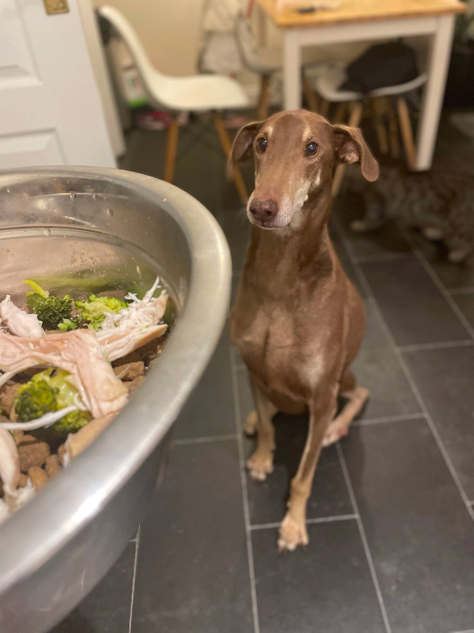 Ceddie is registered to the contest to win money with this photo: carnivore, chair, companion_dog, dog, dog_breed, fawn, food, ingredient, leaf_vegetable, liver, produce, recipe, sighthound, snout, sporting_group, table, tail, terrestrial_animal, vegetable, working_animal