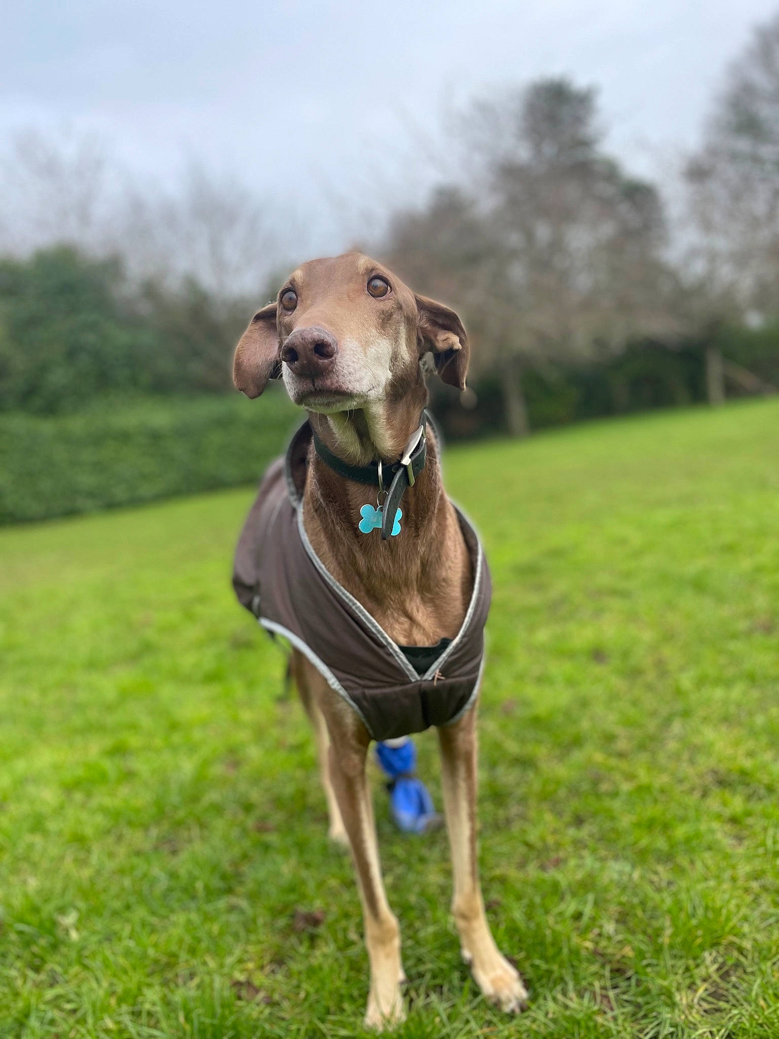 Ceddie joined the competition — help win amazing prizes! carnivore, cloud, collar, companion_dog, dog, dog_breed, dog_clothes, dog_collar, dog_supply, fawn, grass, grassland, leash, pet_supply, plant, rampur_greyhound, sighthound, sky, tree, working_animal