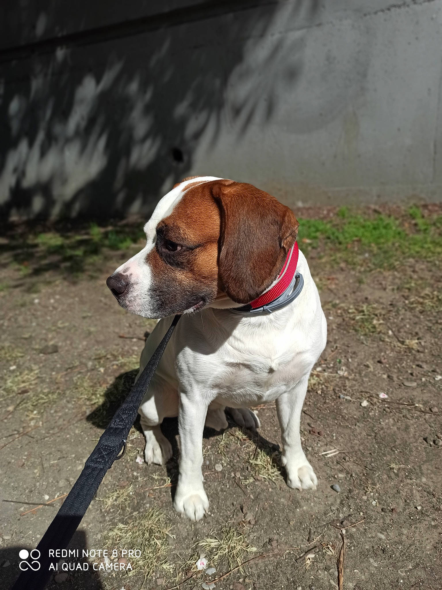 Kayzer a rejoint le concours — aidez-le/la à gagner de superbes lots ! adventure, beagle, braque_saint_germain, canidae, carnivore, companion_dog, dog, dog_breed, harrier, hound, hunting_dog, mammal, pointer, rare_breed_dog, snout, sporting_group, tail, treeing_walker_coonhound, vertebrate