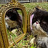 cat, mirror, reflection, grass, outdoor, fence, black_and_white, fluffy, pet, animal, curious, closeup, face, whiskers, sunlight, gold_frame, nature, portrait, fancy, playful