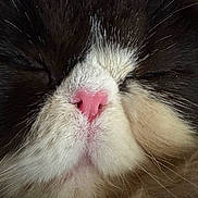 Monapurrpaws is registered to the contest to win money with this photo: animal, black_fur, cat, close_up, cute, face, feline, fluffy, fur, muzzle, nose, peaceful, pet, pink_nose, portrait, relaxed, sleeping, soft, whiskers, white_fur