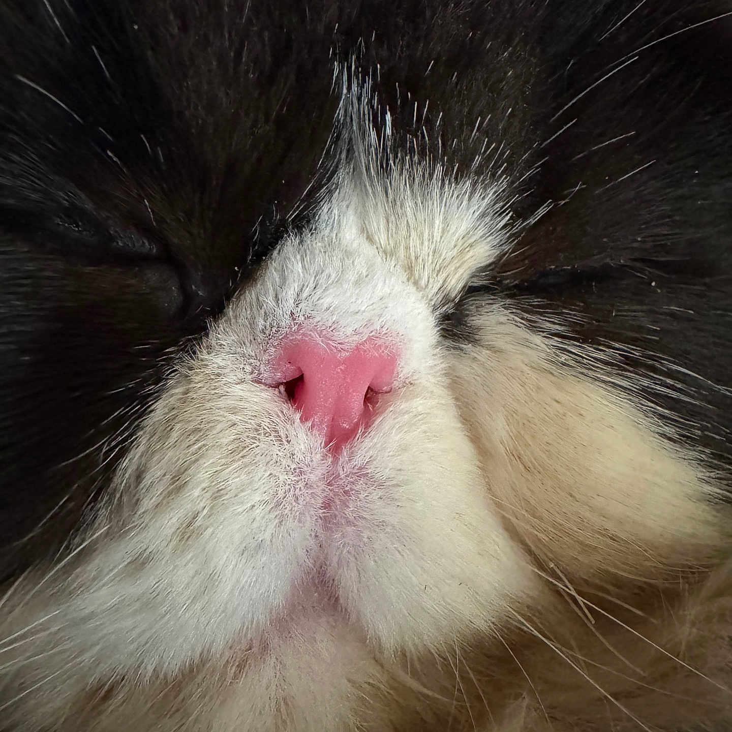 Monapurrpaws