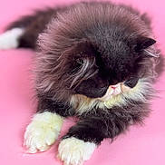 Monapurrpaws joined the competition — help win amazing prizes! adorable, animal, black_and_white, cat, close_up, cute, domestic_cat, feline, fluffy, fur, indoor, laying_down, mammal, paws, pet, pink_background, portrait, relaxed, soft_texture, whiskers