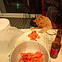 animal, beer_bottle, blanket, bowl, cat, chair, curious, domestic, food, furniture, glass, home, indoor, orange_cat, pet, plate, shrimp, shrimp_shells, snack, table