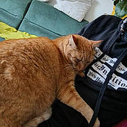 Paff a rejoint le concours — aidez-le/la à gagner de superbes lots ! casual, cat, comfort, couch, cozy, feline, fur, green_couch, home, hoodie, indoor, lap, orange_tabby, person, pet, pillow, plant, relaxing, text_on_clothing, whiskers