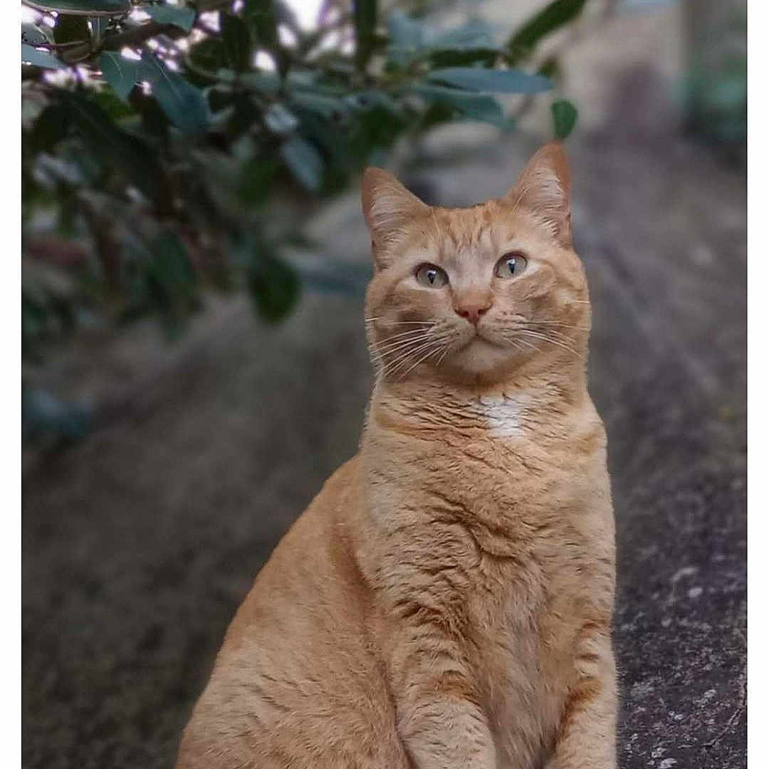 Paff a rejoint le concours — aidez-le/la à gagner de superbes lots ! alert, animal, calm, cat, closeup, ears, eyes, feline, fur, ginger_cat, greenery, mammal, nature, outdoor, pet, portrait, sitting, stone, tail, whiskers