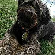 Zeus is registered to the contest to win money with this photo: dog, pet, shaggy_fur, black_fur, gray_fur, long_hair, beard, dog_tag, collar, sitting, outdoor, grass, park, scenic_view, water, landscape, portrait, closeup, alert, floppy_ears