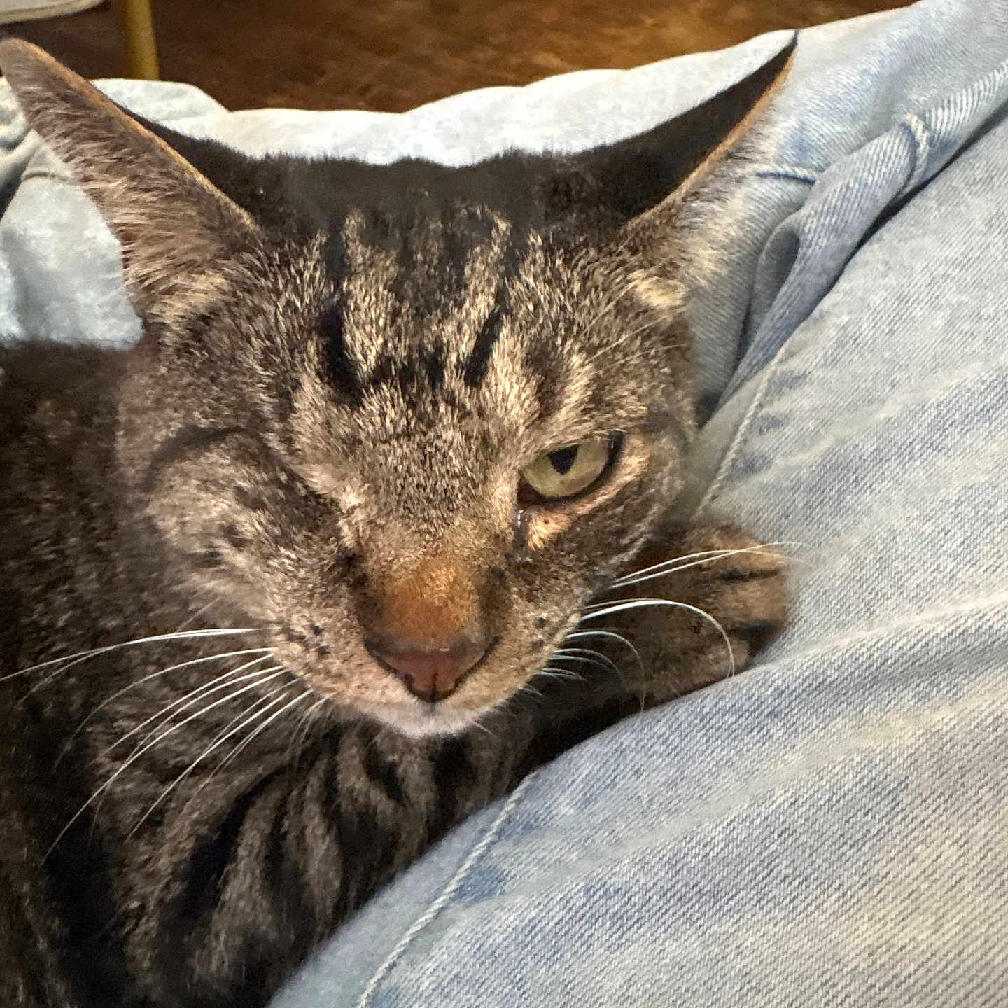 Captain Jack Or Bebe joined the competition — help win amazing prizes! animal, blue_jeans, cat, close_up, cozy, cute, denim, face, floor, fur, furniture, indoor, one_eye_closed, pet, relaxed, resting, sleepy, tabby_cat, texture, whiskers